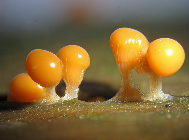 Trichia decipiens olivacea